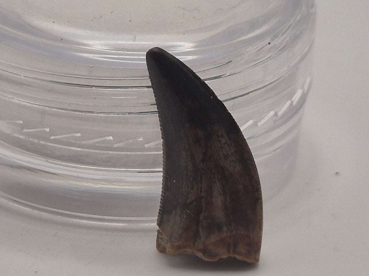 0.66" Dromaeosaurus Raptor Tooth (Judith River)