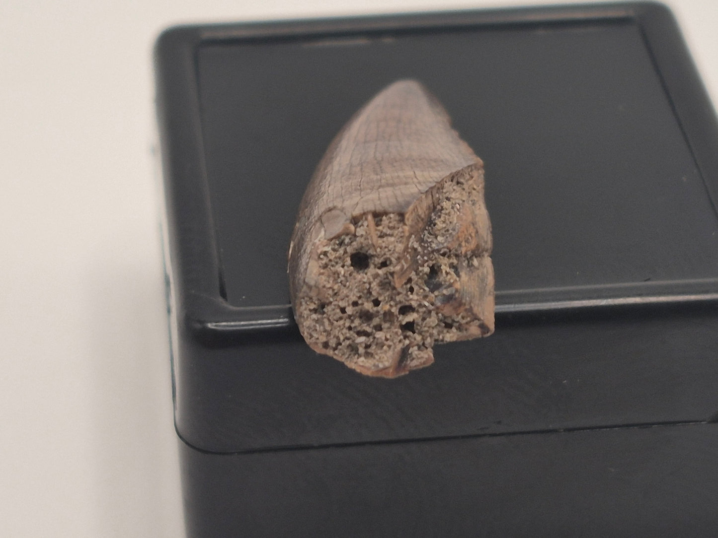 0.97" Tyrannosaur Tooth(Judith Tooth)