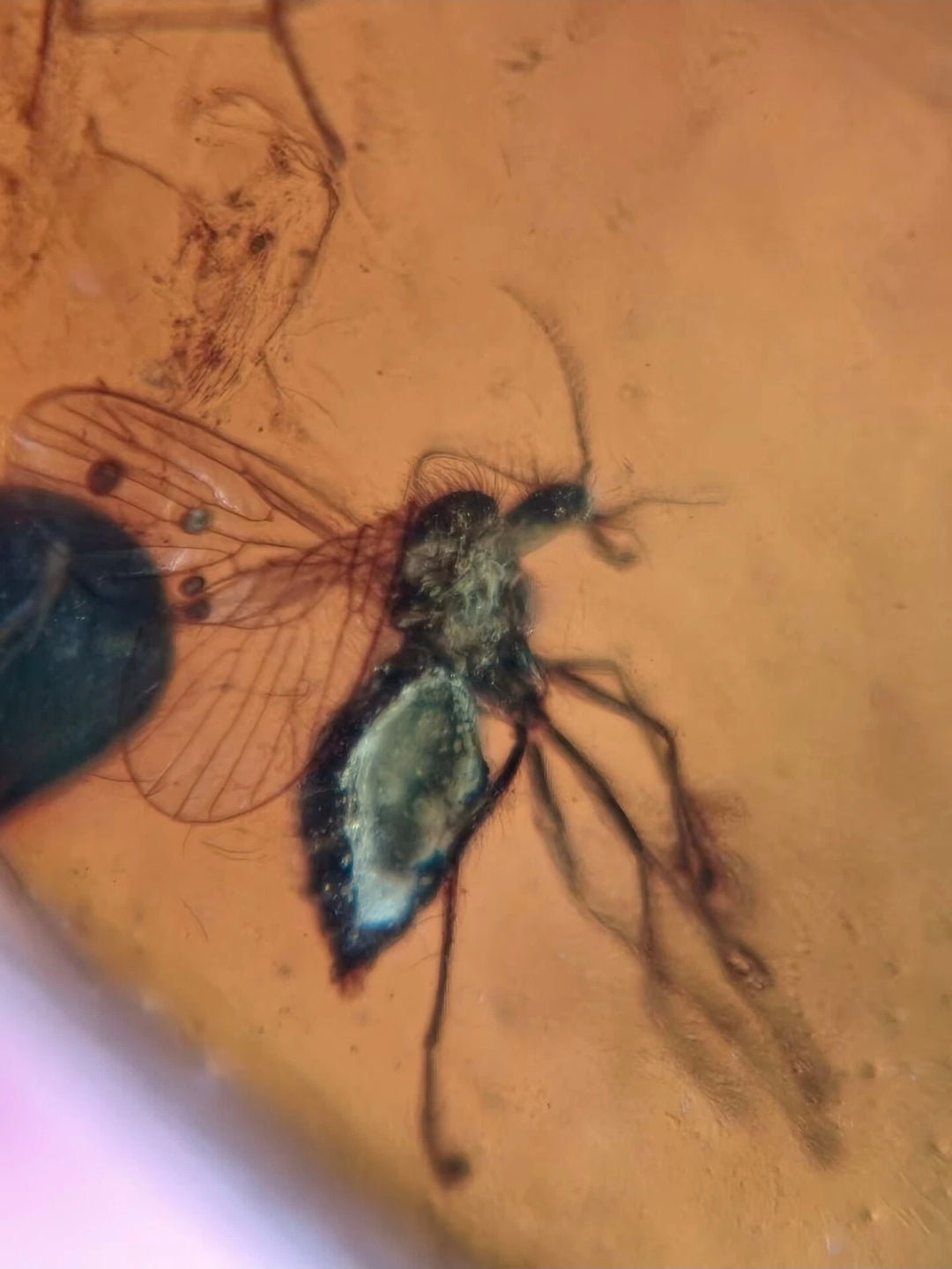 2 Mosquitos in Burmese Amber