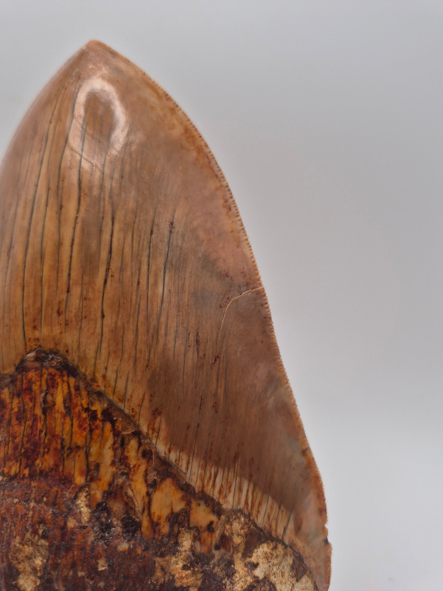 6.02" Megalodon Tooth(Indonesia)