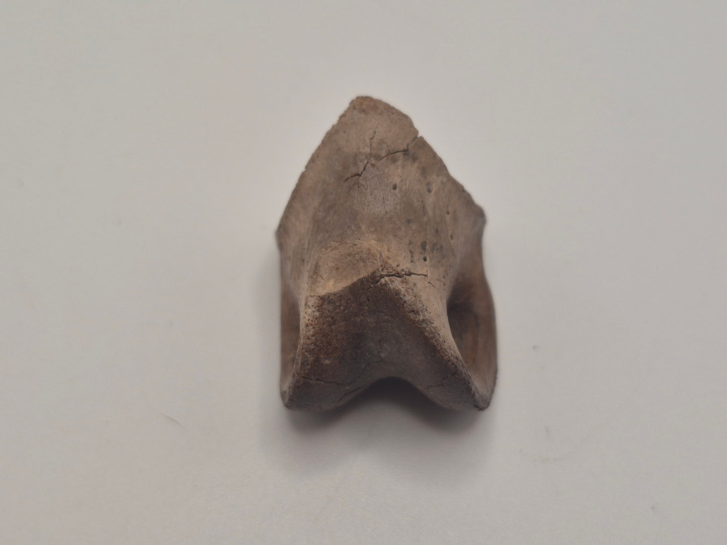 1.1" Ceratopsian Indet. Pedal phalanx (Judith River)