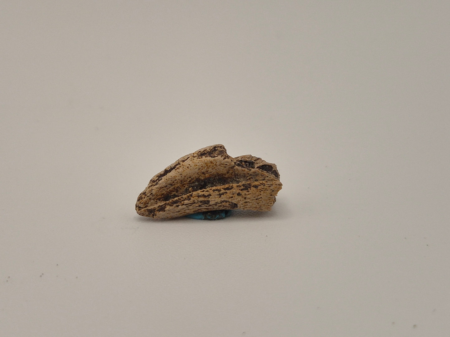 0.7" Theropod Indet. Claw (Judith River)