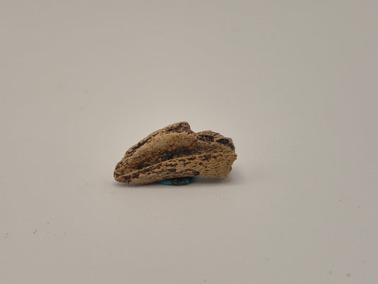 0.7" Theropod Indet. Claw (Judith River)