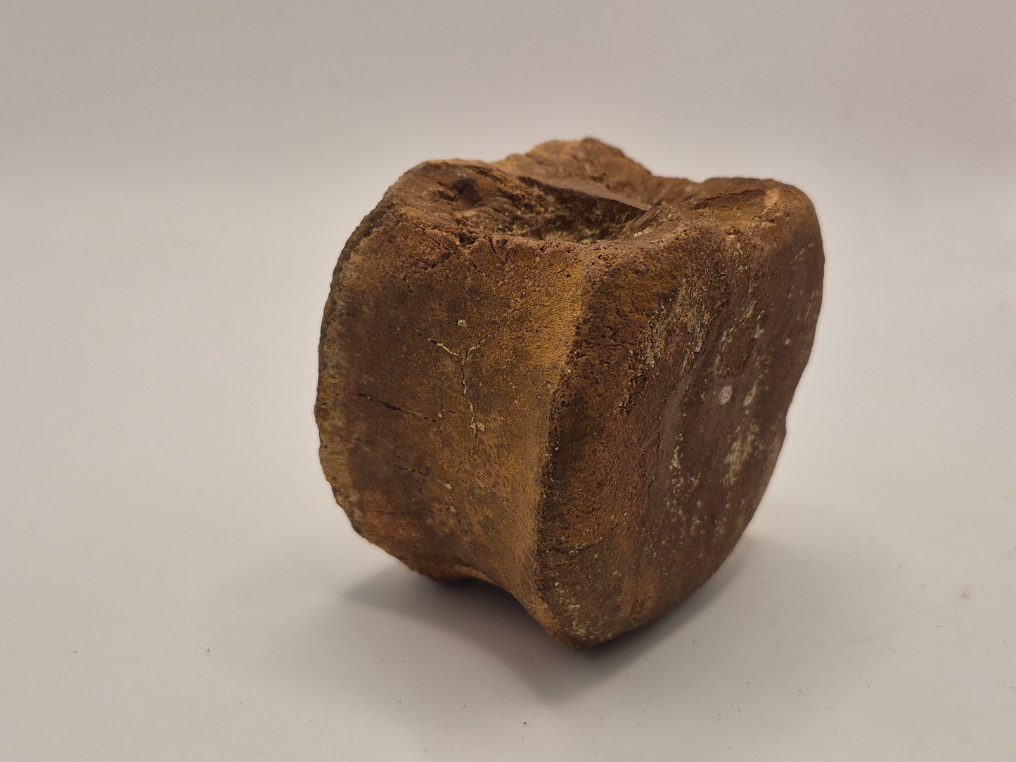 3.08" Hadrosaur Vertebrae (Judith river)