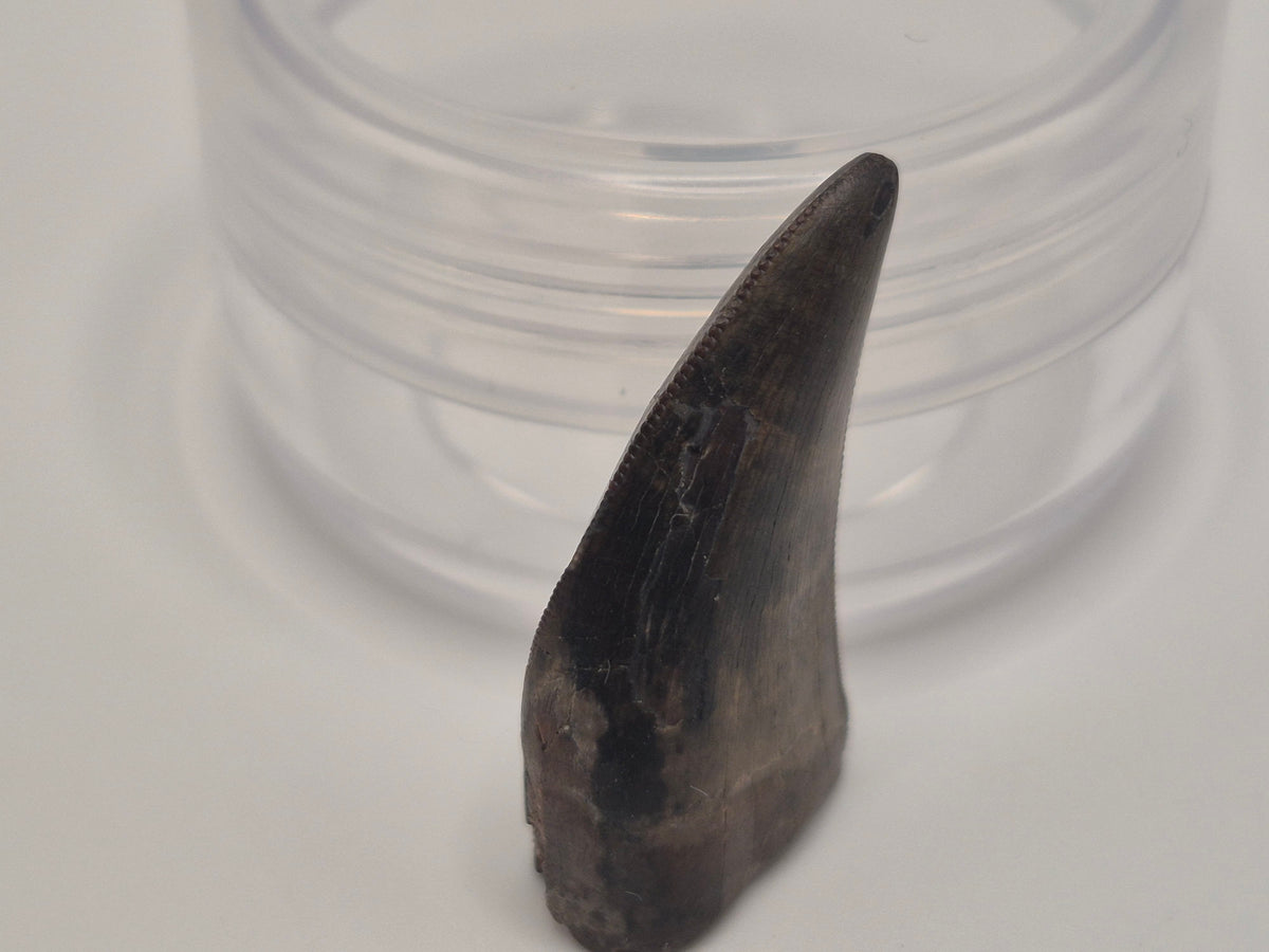 1.06" Tyrannosaur Tooth(Judith River)