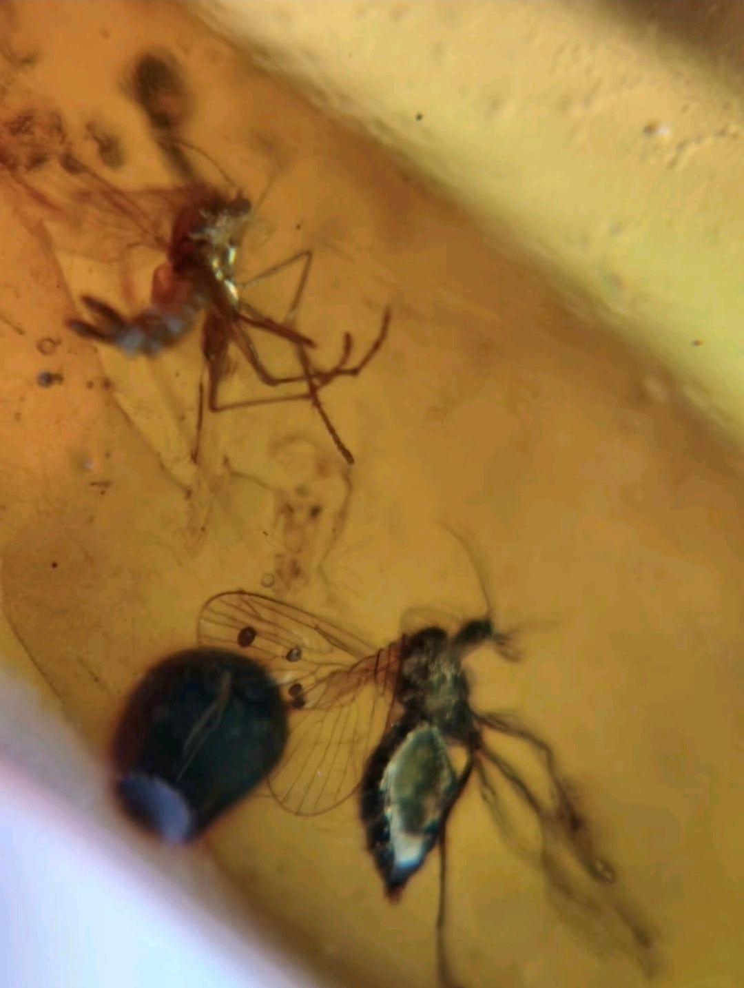 2 Mosquitos in Burmese Amber