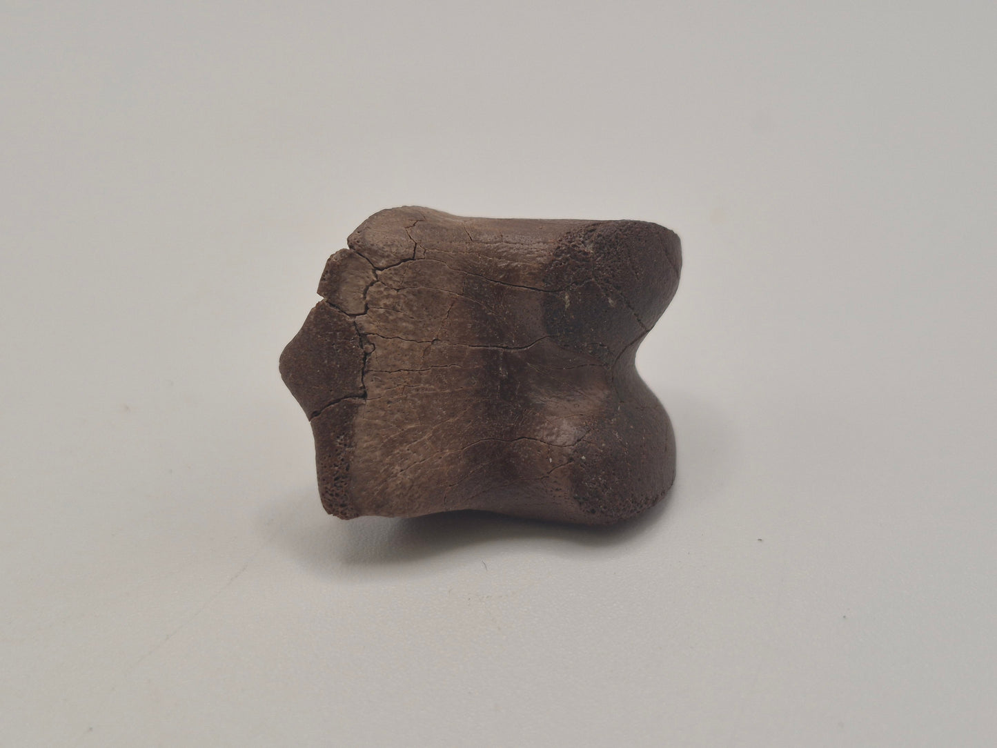 1.1" Ceratopsian Indet. Pedal phalanx (Judith River)