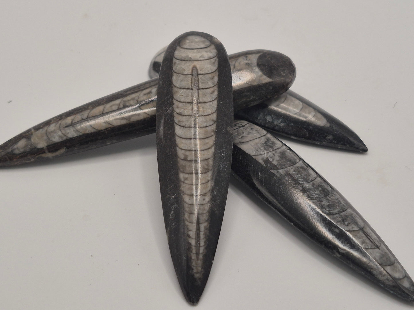 3"+ Orthoceras Fossil