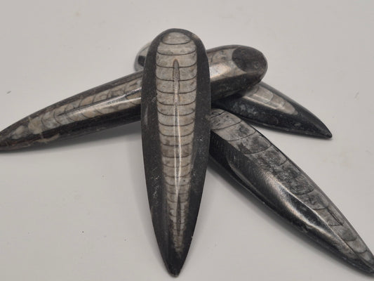 3"+ Orthoceras Fossil