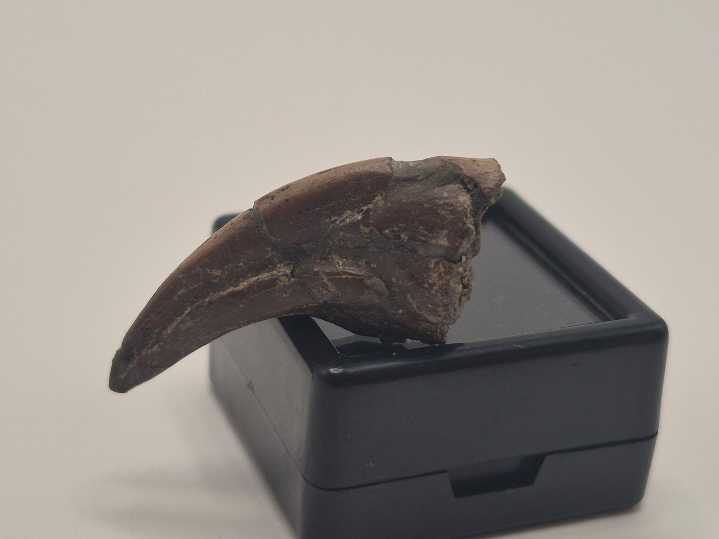 1.33" Troodon Toe Claw(Judith River)