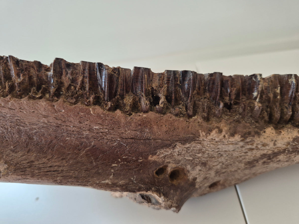 13.8" Hadrosaur Jaw(Judith river)
