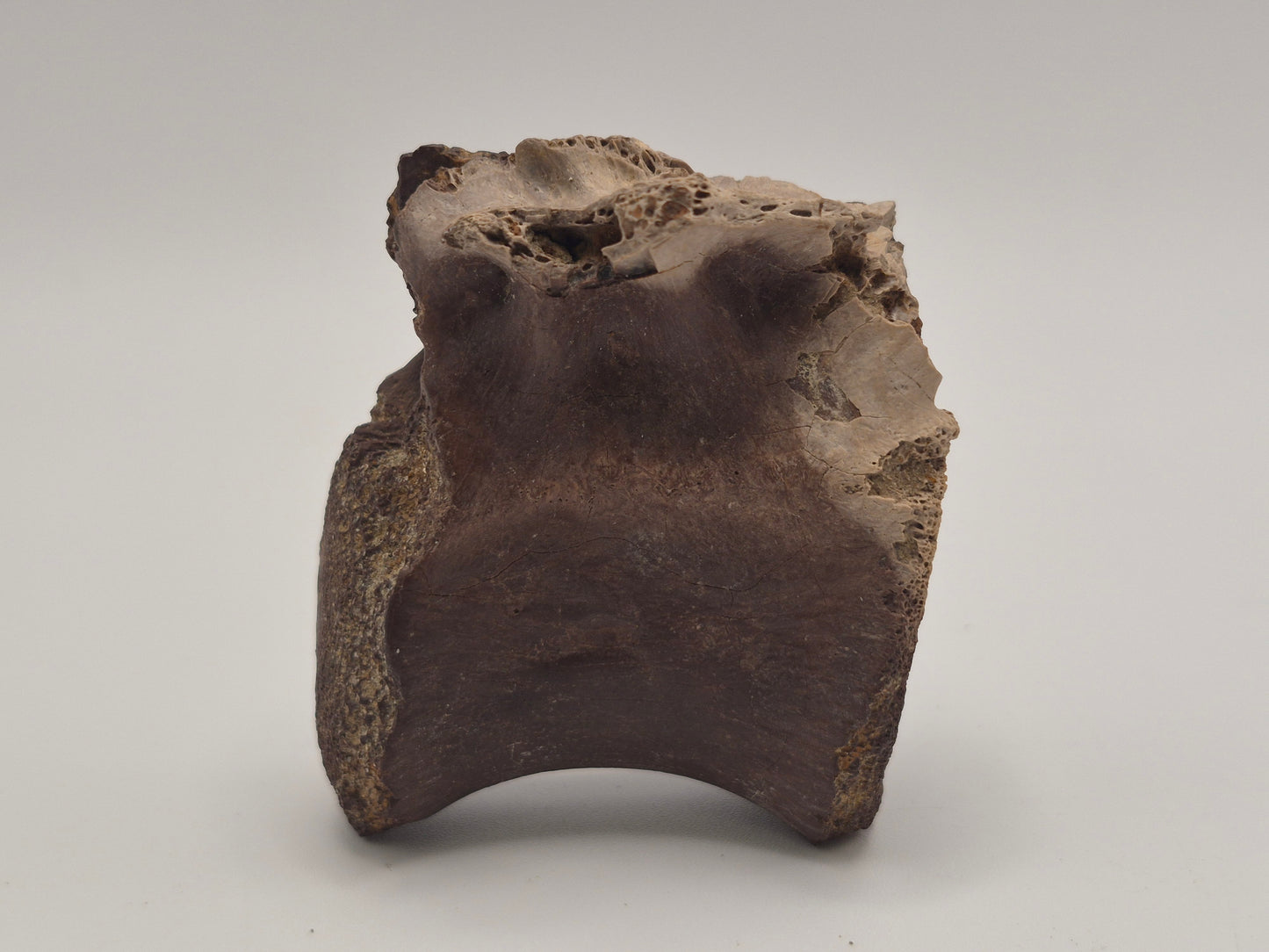 Juvenile Tyrannosauridae indet. Anterior Caudal Vertebra (Judith river)