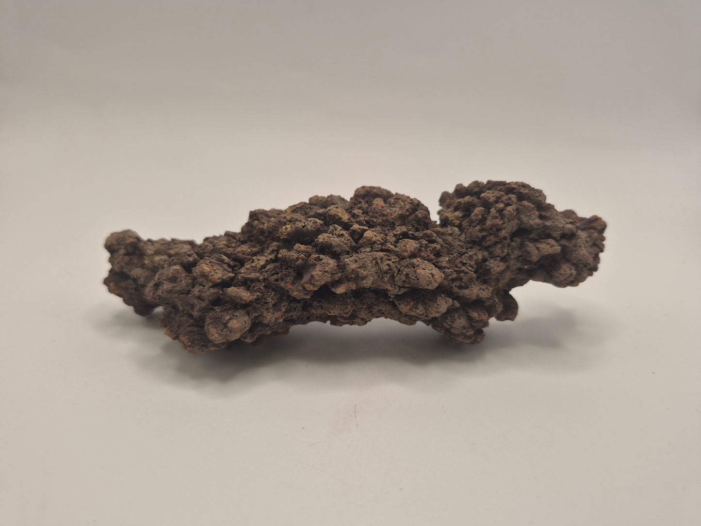 5" Coprolite (Madagascar)