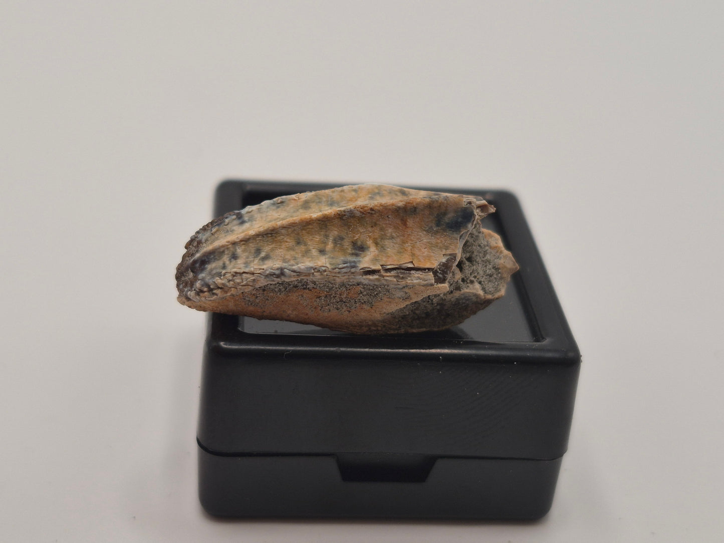 1.03" Hadrosaur Tooth(Judith River)