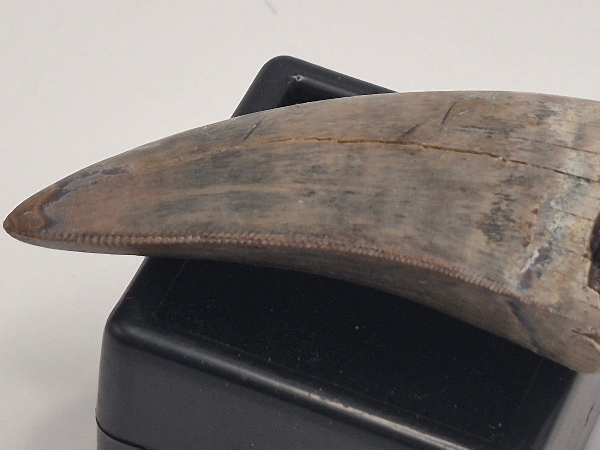 1.76" Tyrannosaur Tooth (Judith River)