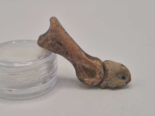 1.66" Troodon? Toe Bone Set(Judith River)