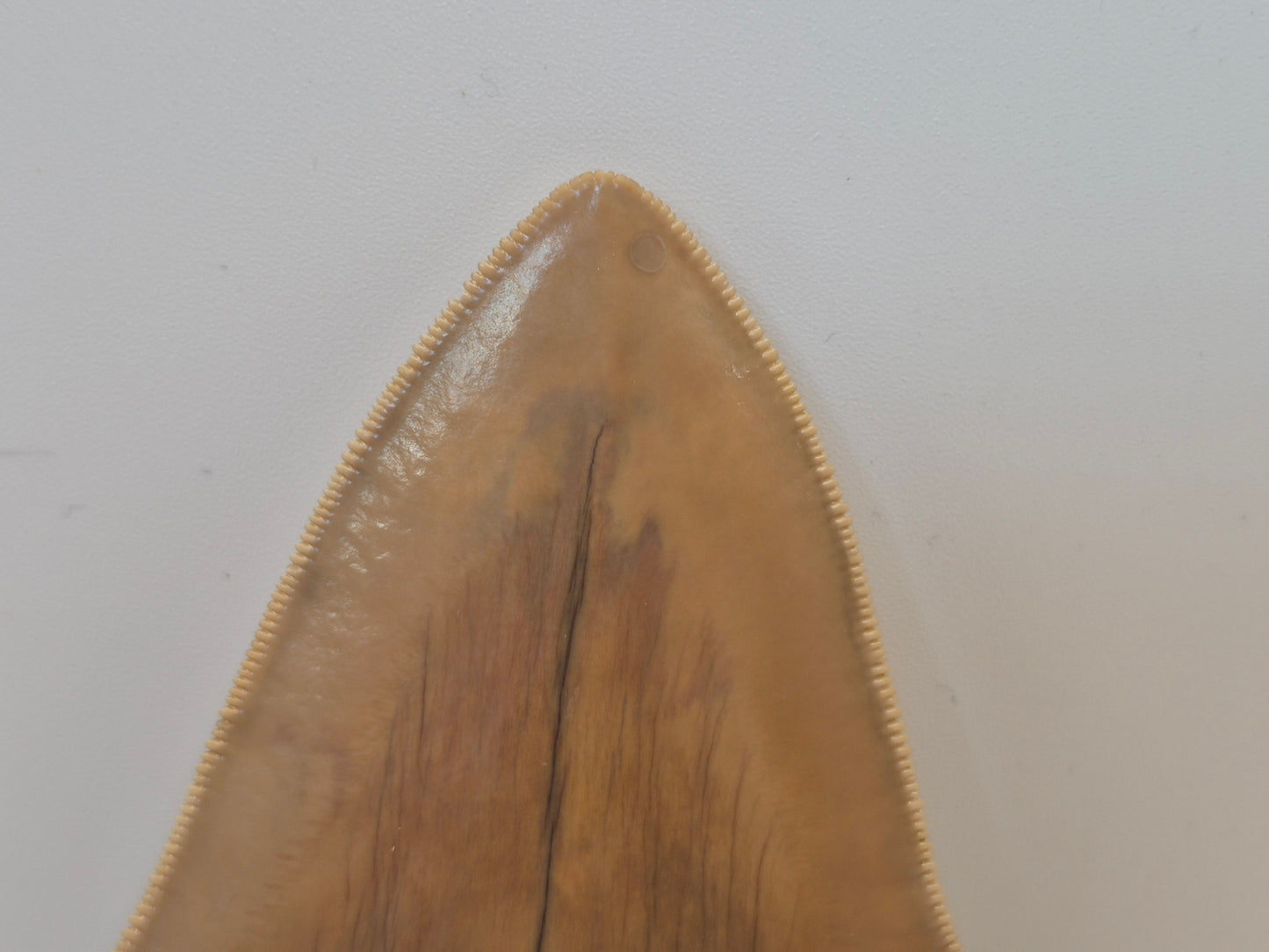 5.26" Megalodon Tooth(Indonesia)