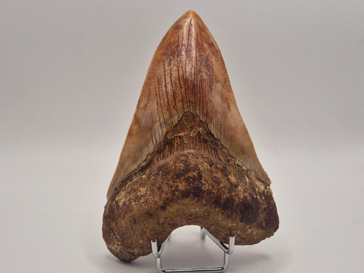 A prehistoric shark tooth fossil mounted on a small metal display stand, photographed against a neutral light gray background.