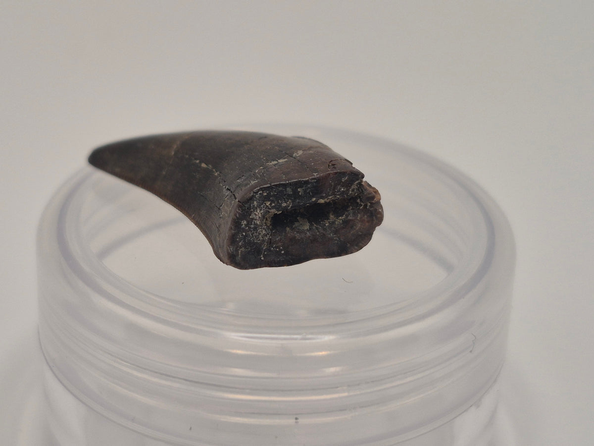 1.06" Tyrannosaur Tooth(Judith River)