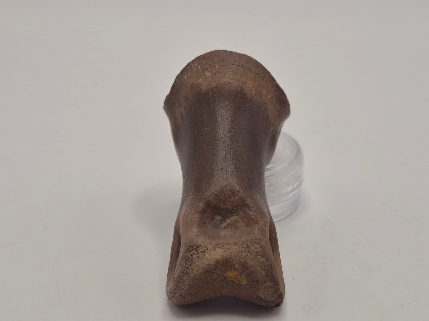2.15" Juvenile Tyrannosaur Toe Bone(Judith River)