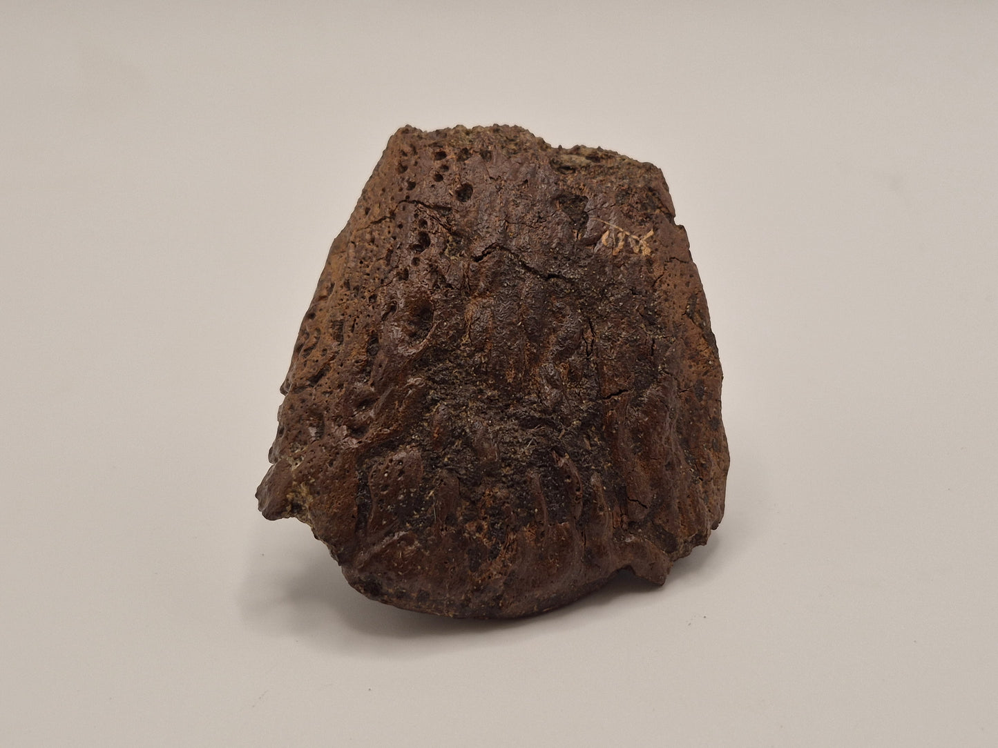 2.56" Ceratopsian Ungual/Claw(Judith River)