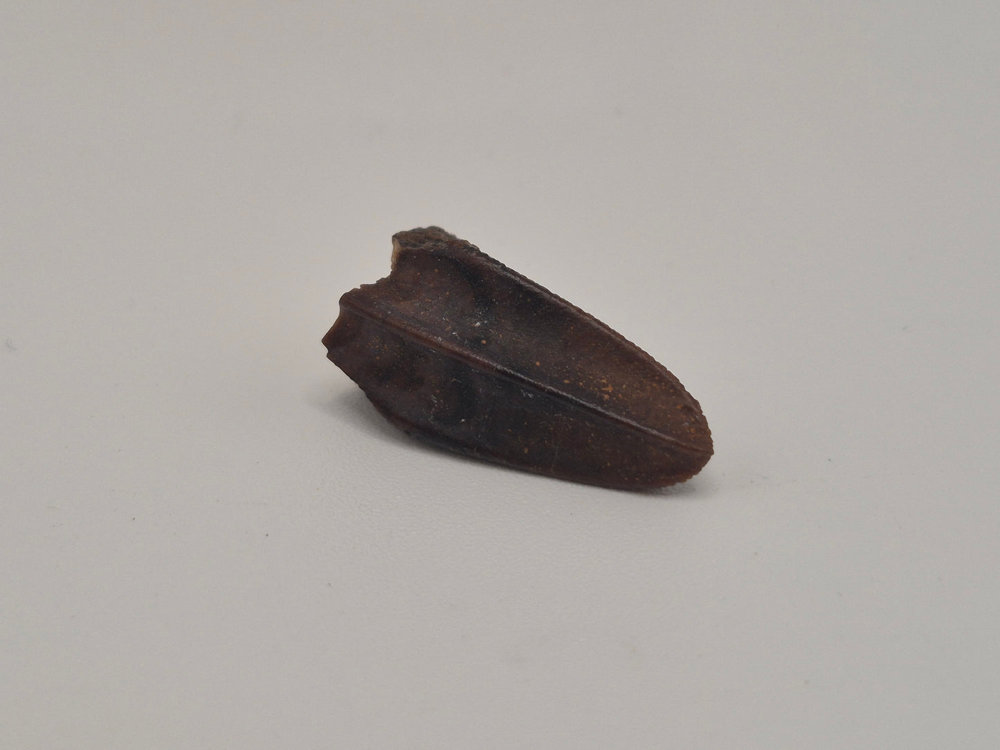 0.87" Hadrosaur Tooth (Judith River)