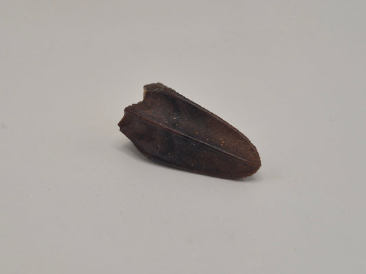 0.87" Hadrosaur Tooth (Judith River)