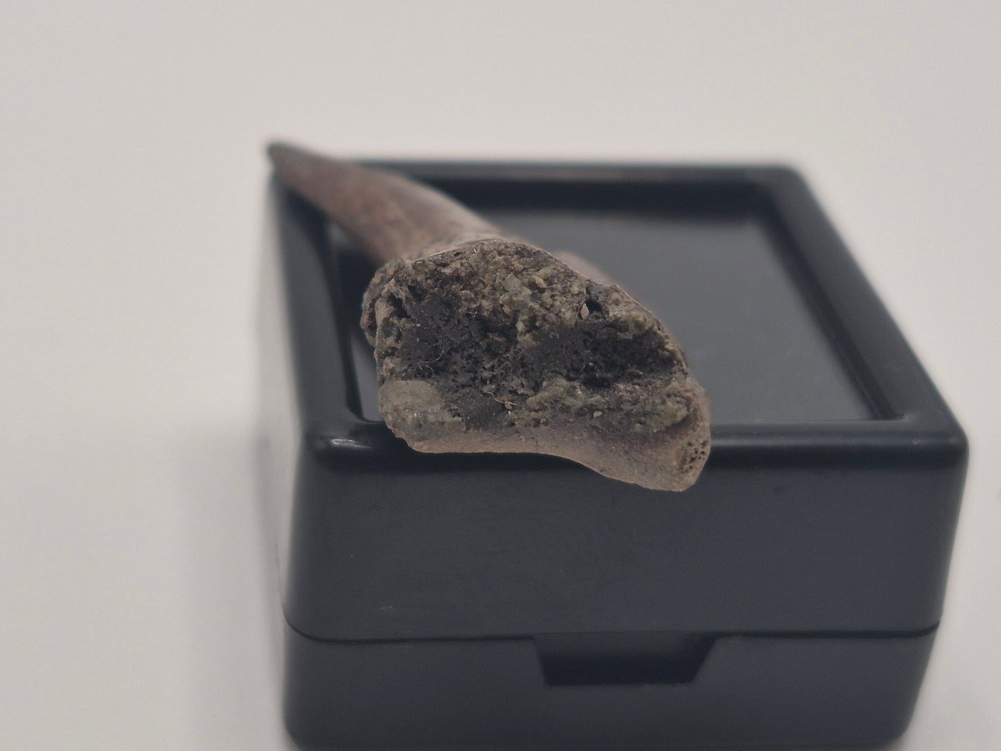 1.33" Troodon Toe Claw(Judith River)