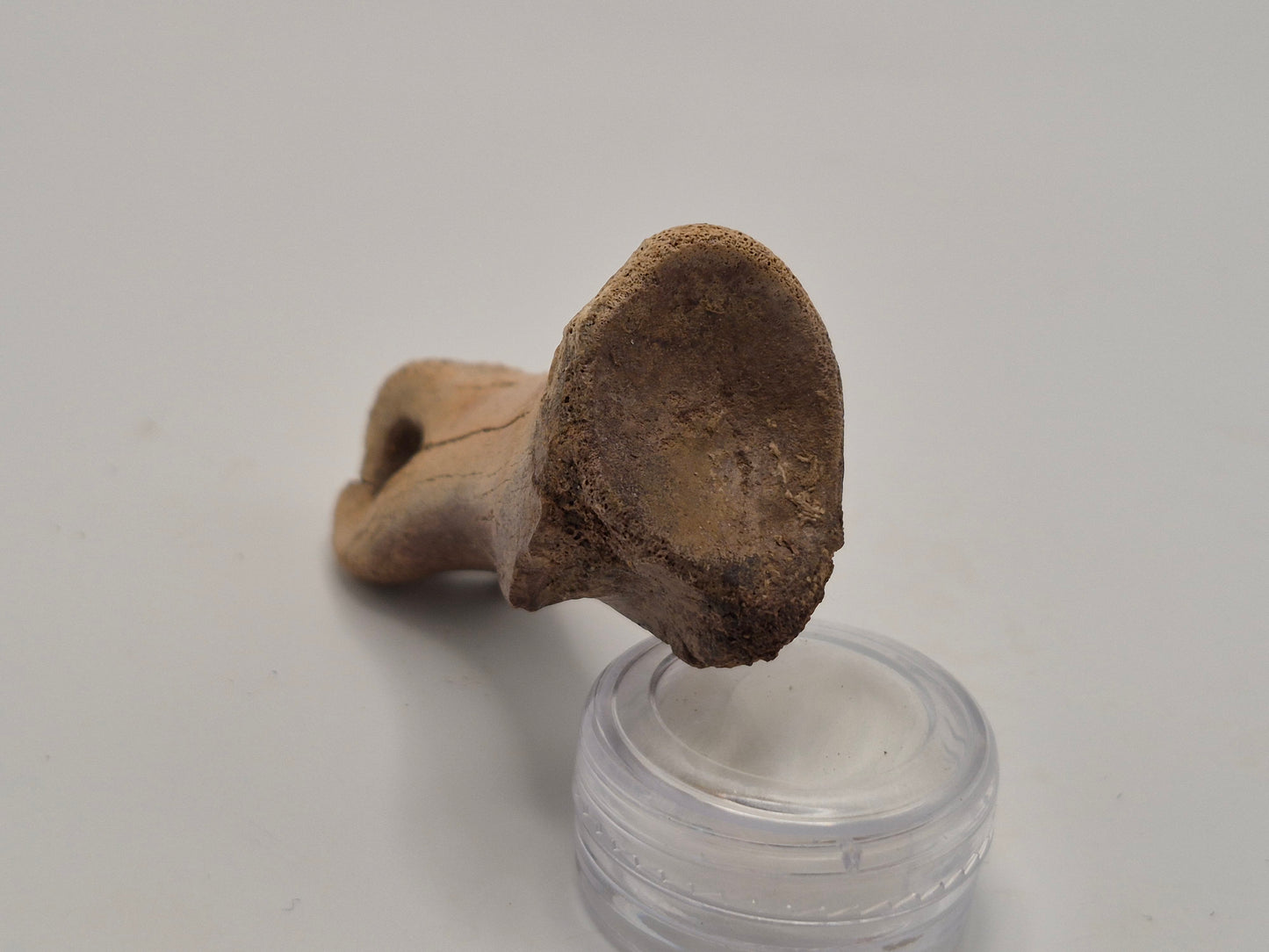 2.54" Ornithomimid Toe Bone (Judith River)