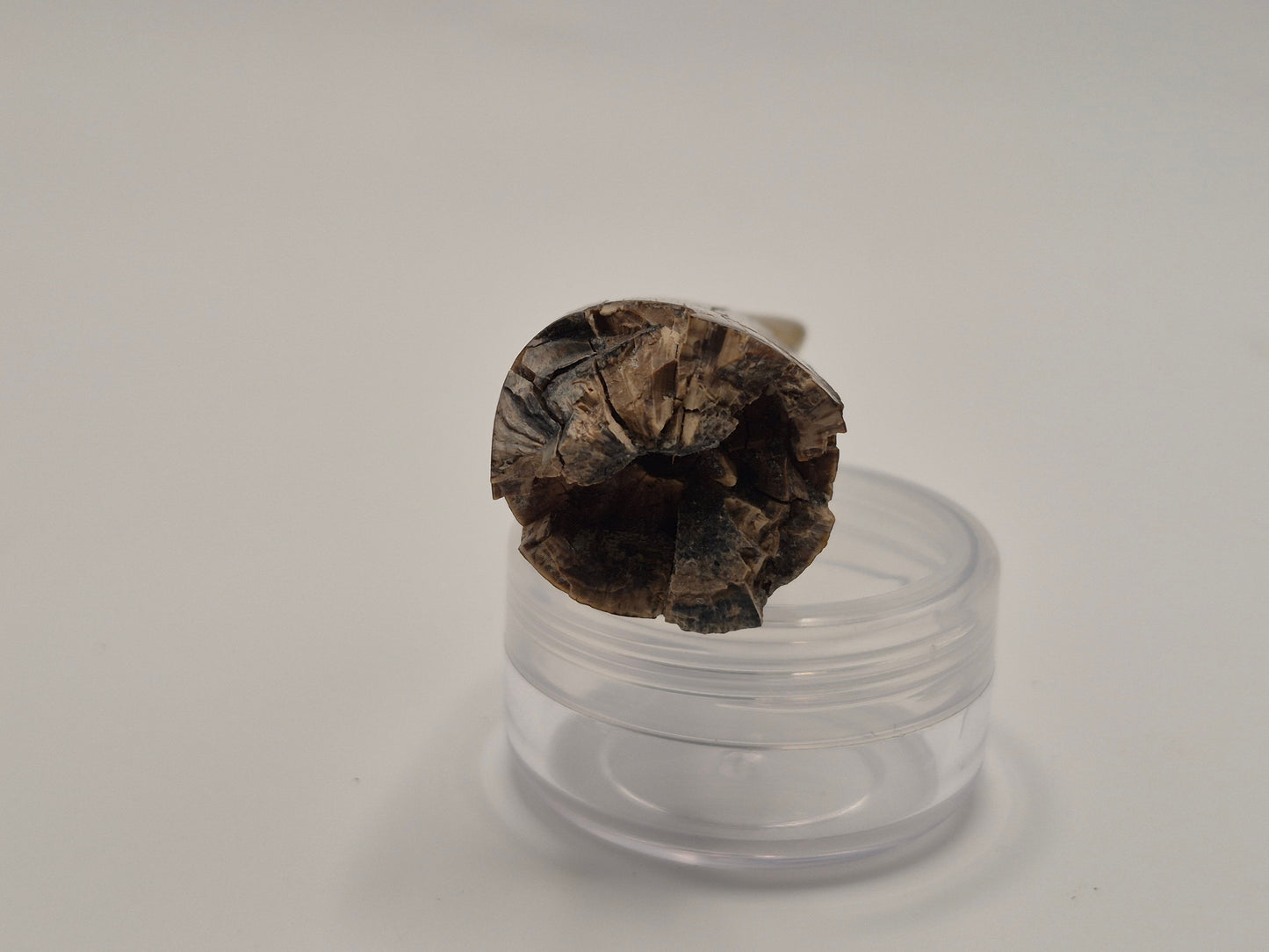 2.32" Tyrannosaurus-Rex Tooth(Hell Creek)