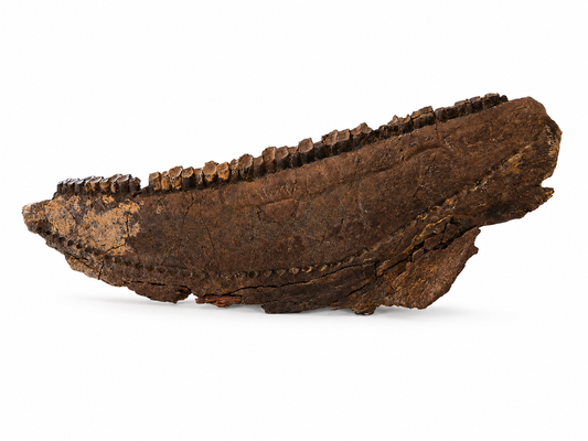 13.8" Hadrosaur Jaw(Judith river)