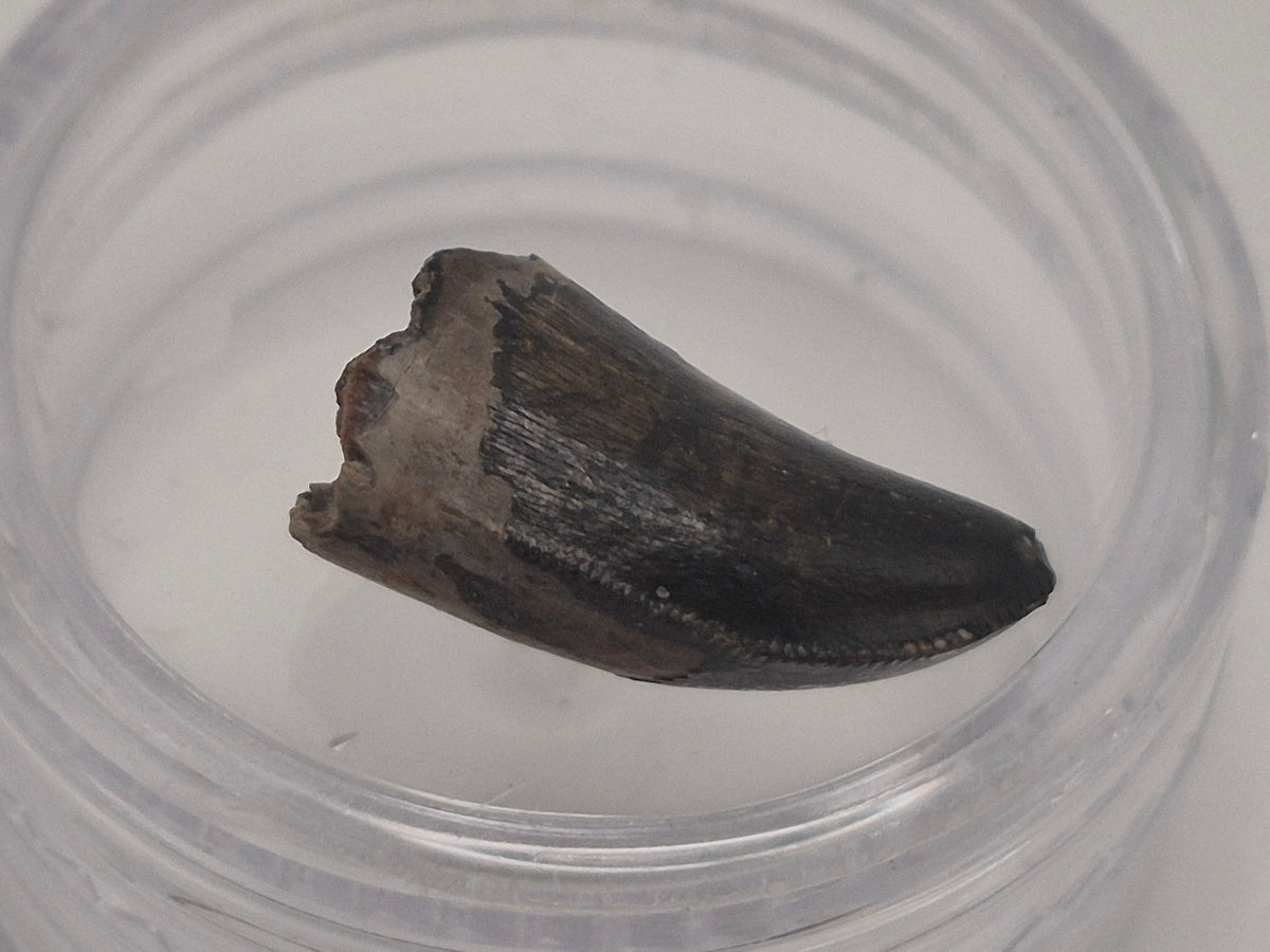 0.58" Dromaeosaurus Raptor Tooth (Judith River)