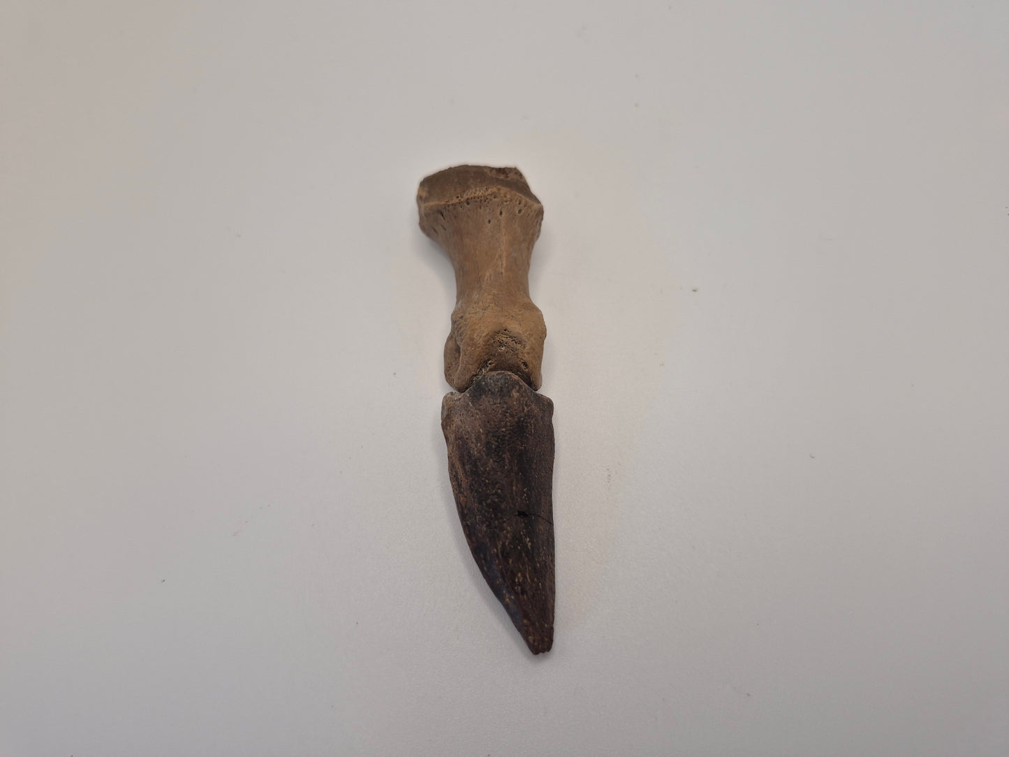 3.8" Turtle Finger/Claw (Judith River)