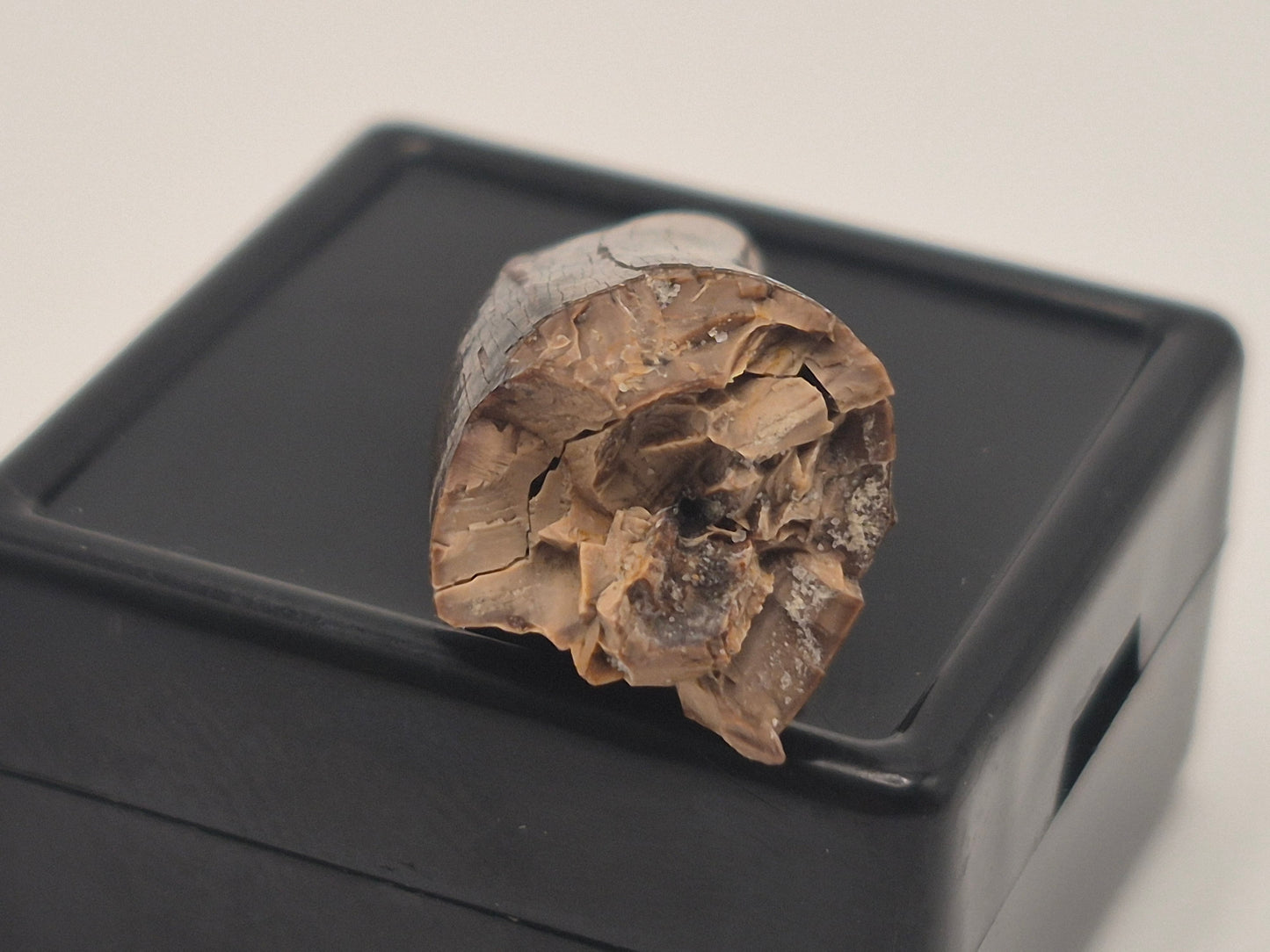 0.96" Pre-Max Tyrannosaur Tooth(Judith River)