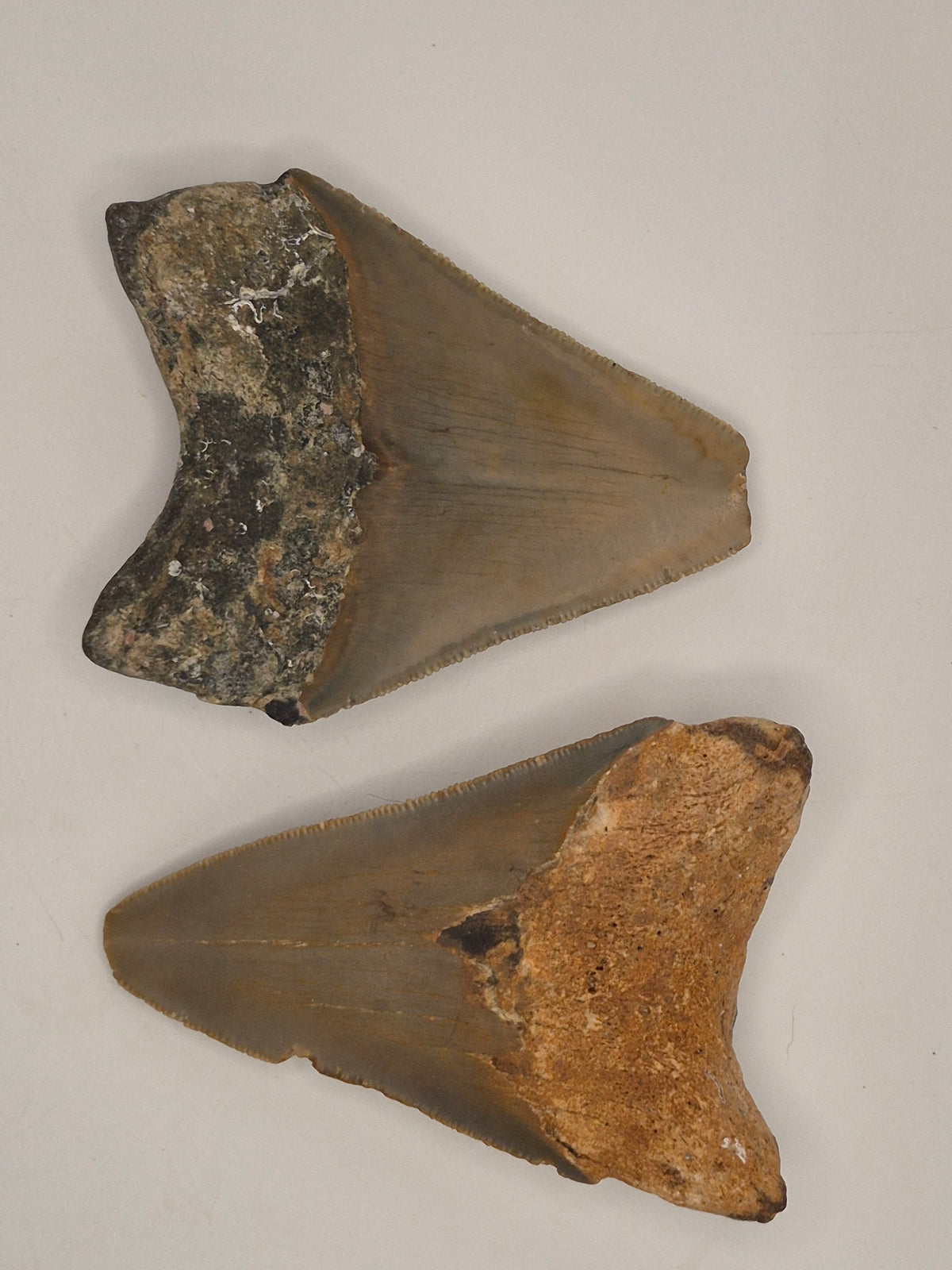2 Megalodon Teeth Bundle (North Carolina)