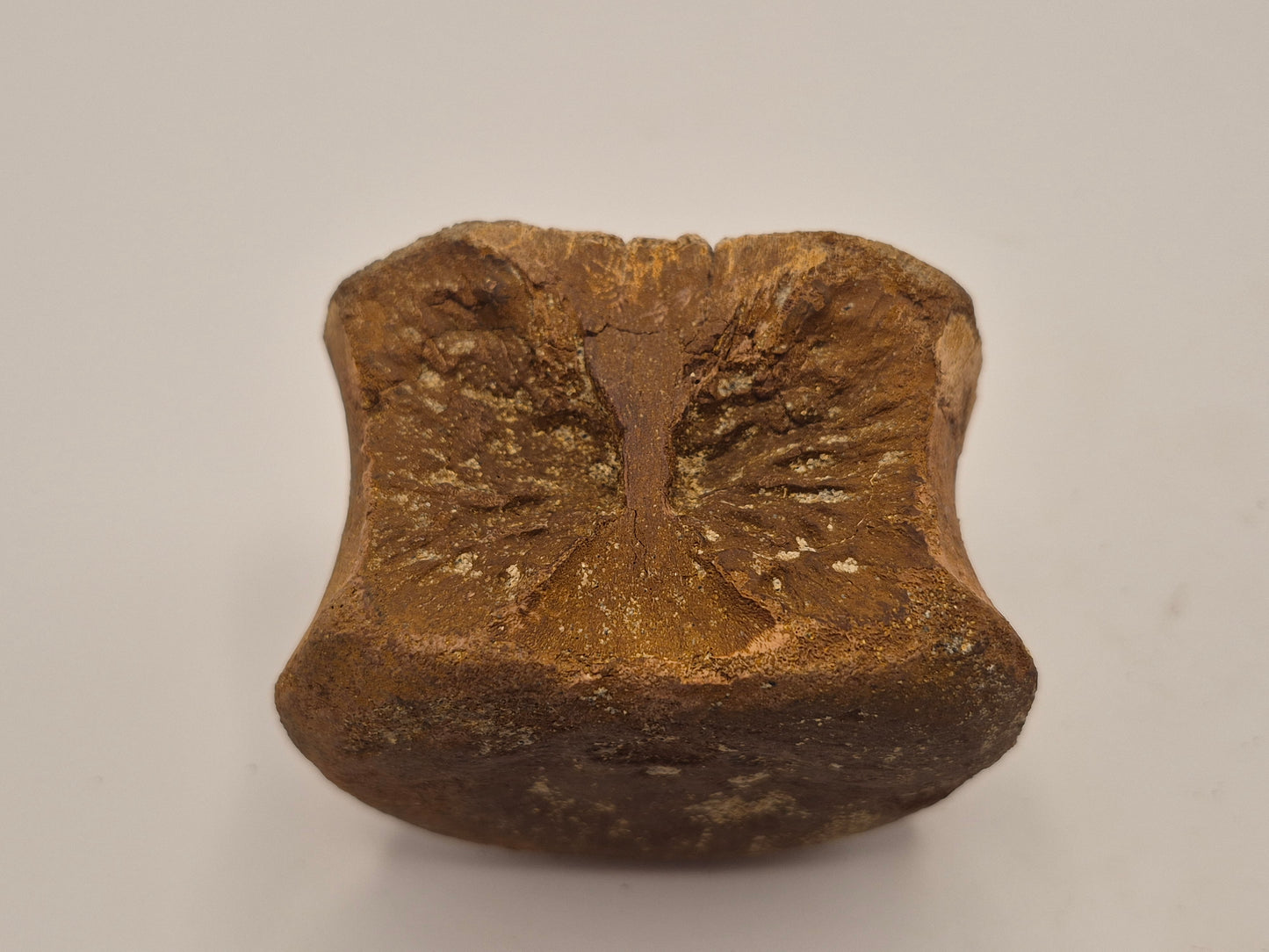 3.08" Hadrosaur Vertebrae (Judith river)