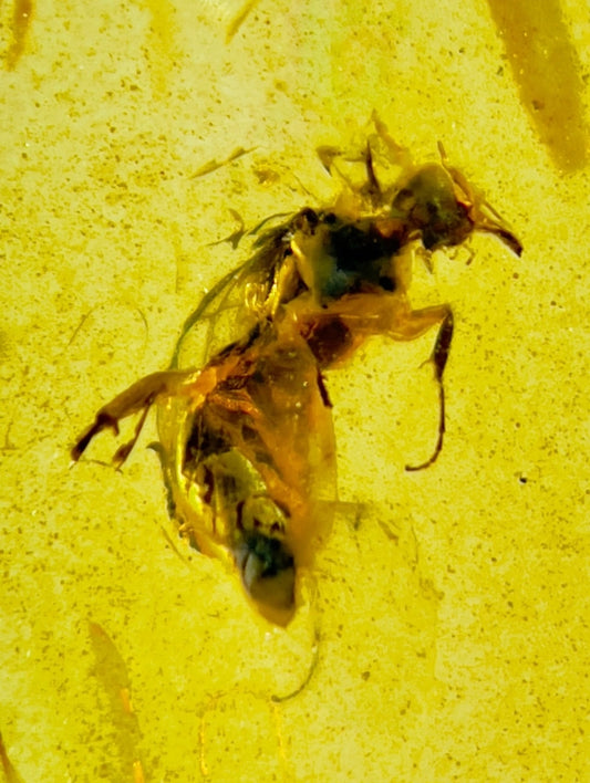 Fly Type Bug in Burmese Amber