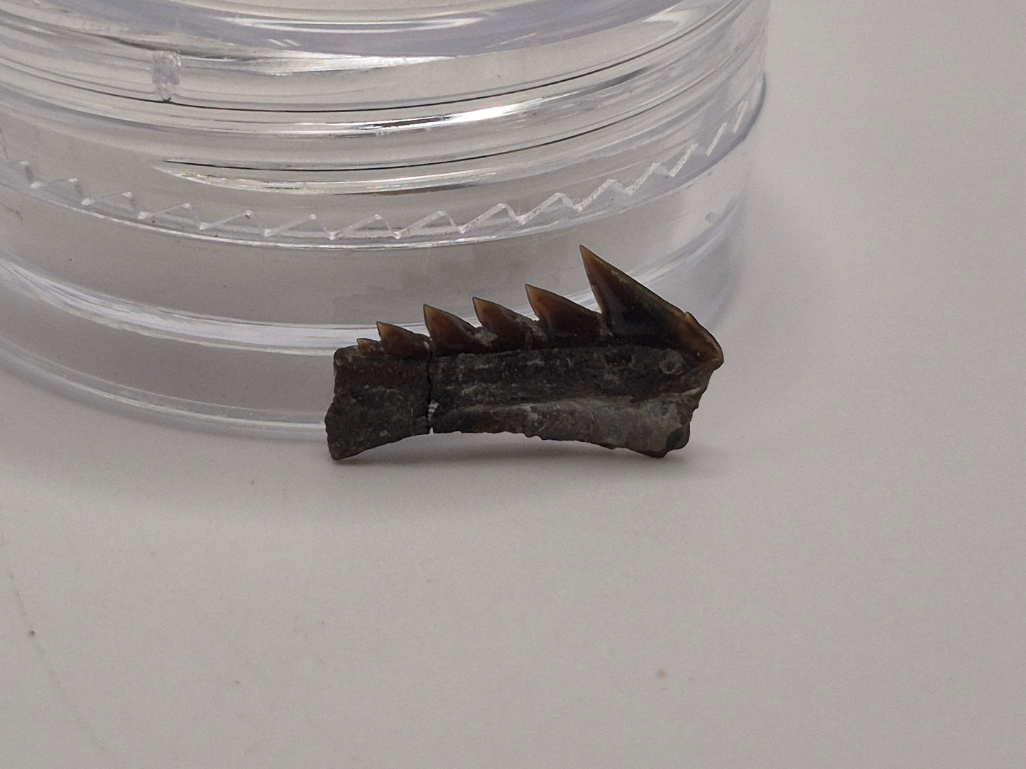 0.5" Protoheptranchias lowei Lower Tooth (Hornby Island)