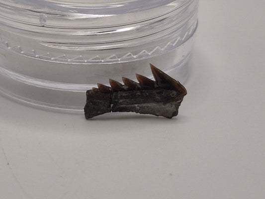 0.5" Protoheptranchias lowei Lower Tooth (Hornby Island)