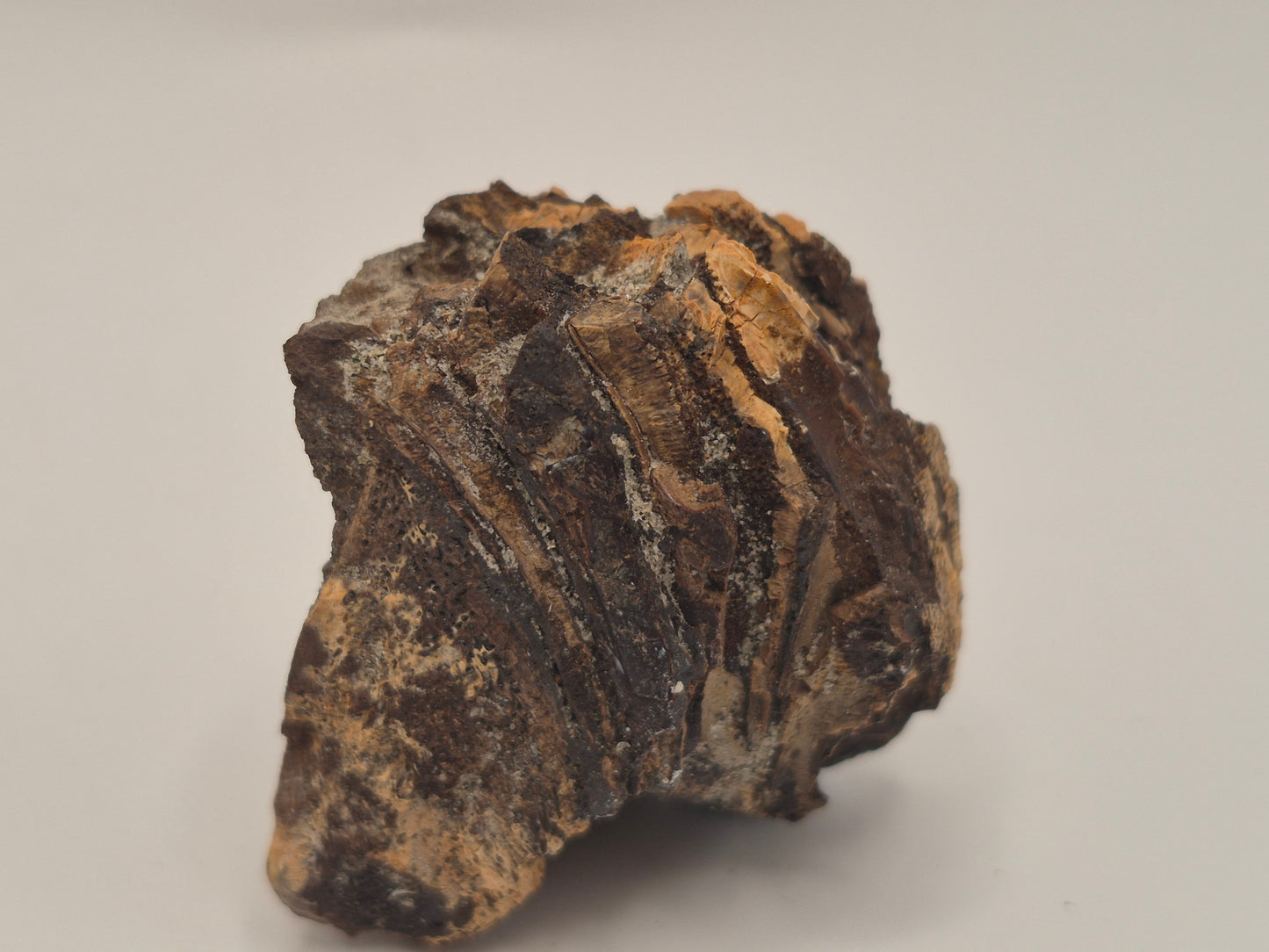 1.59" Hadrosaur jaw W/ Embedded Teeth(Judith River)