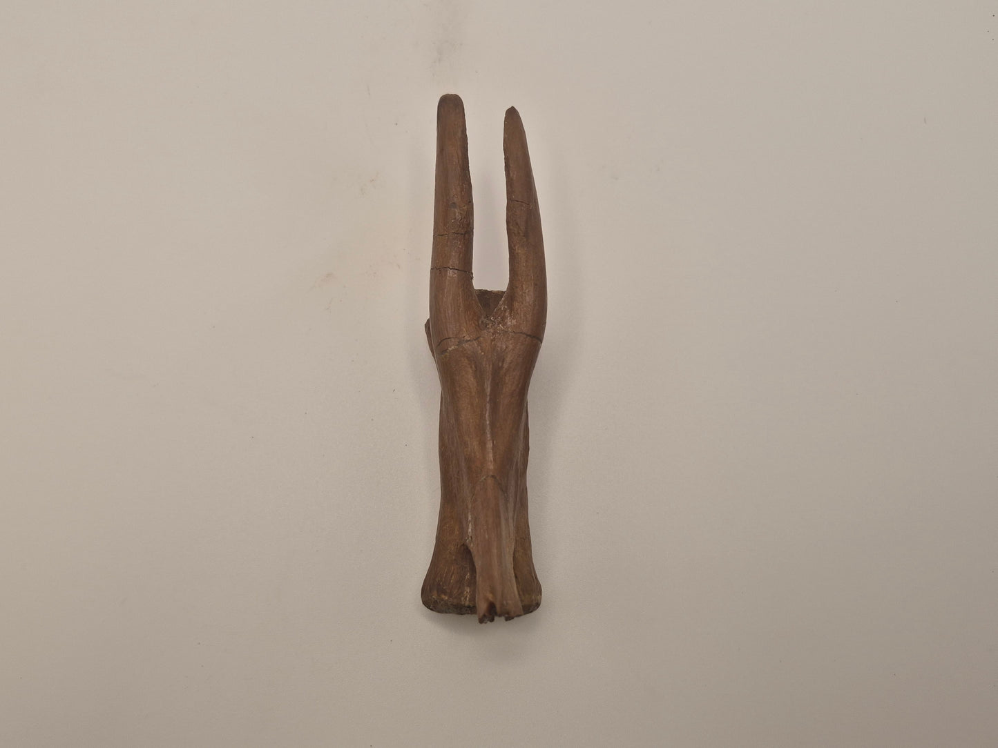 4.43" Tyrannosaur caudal (tail) vertebra(Judith River)