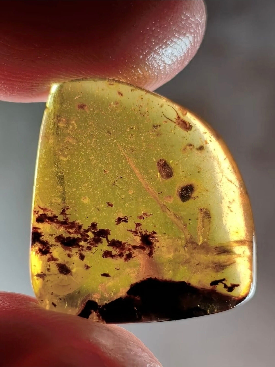Large spider in Burmese Amber