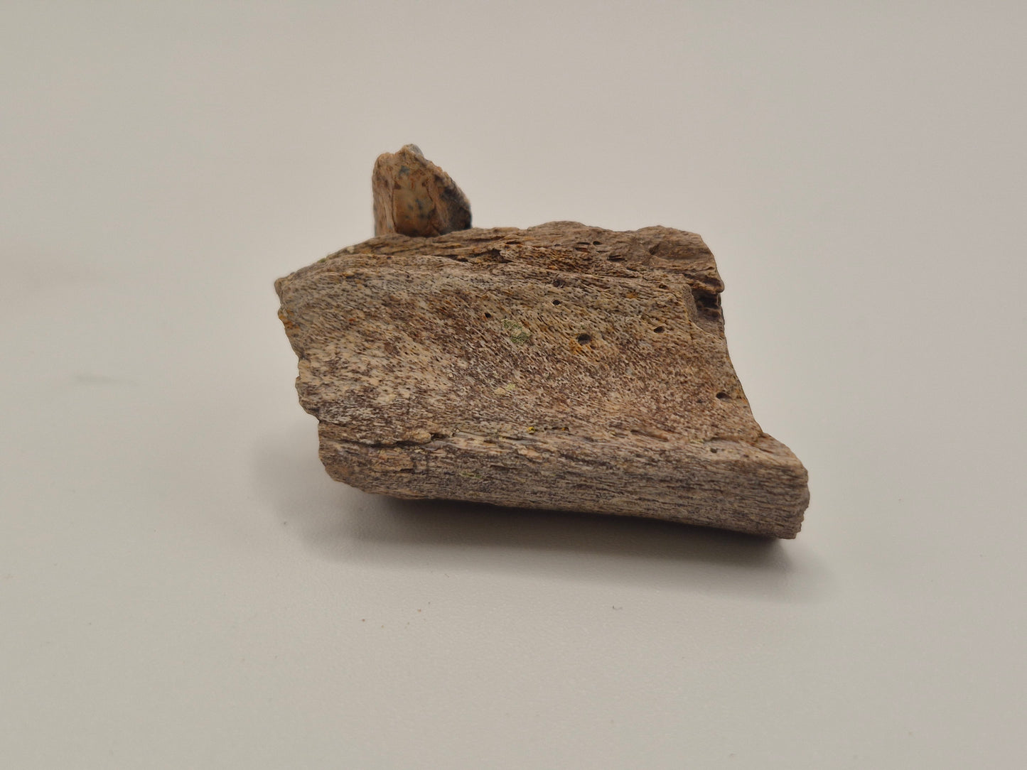 1.11" Hadrosaur Tooth W/ Jaw(Judith River)