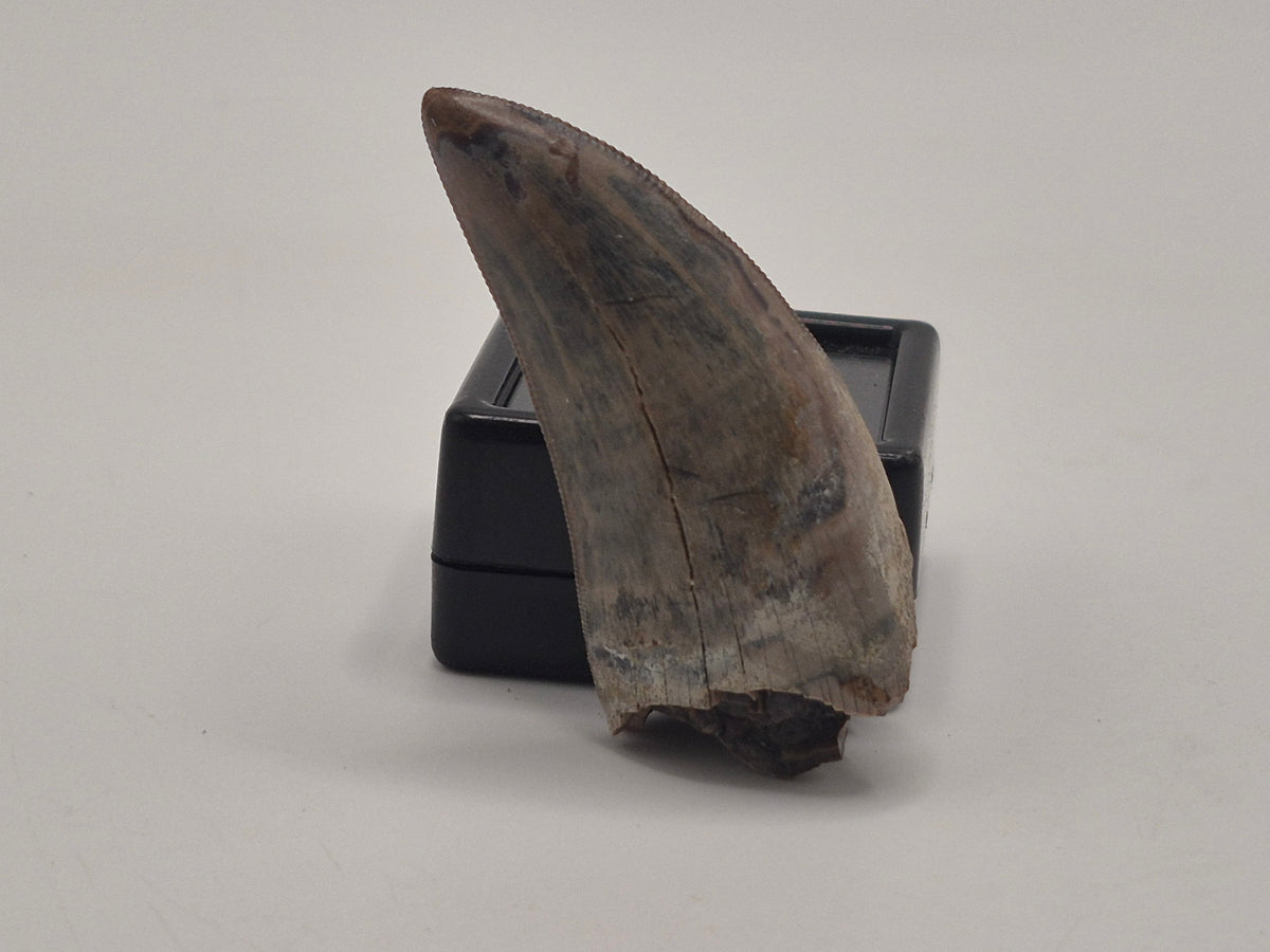 1.76" Tyrannosaur Tooth (Judith River)