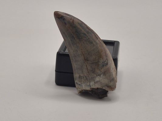 1.76" Tyrannosaur Tooth (Judith River)