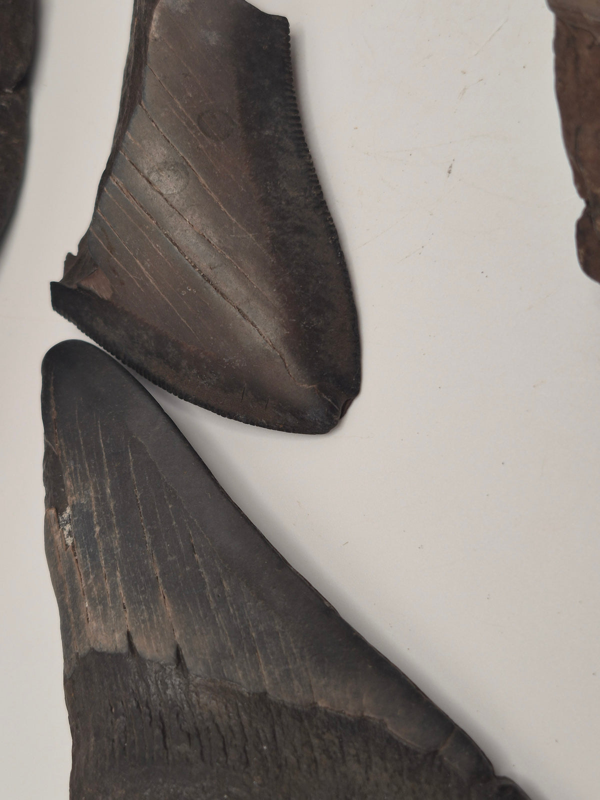 Partial Megalodon Tooth Bundle