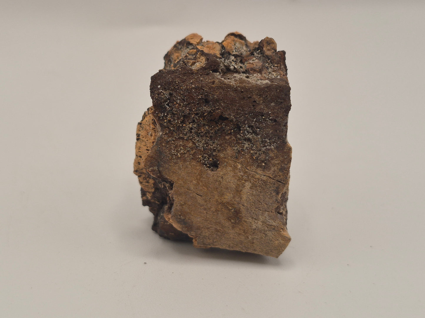 1.59" Hadrosaur jaw W/ Embedded Teeth(Judith River)