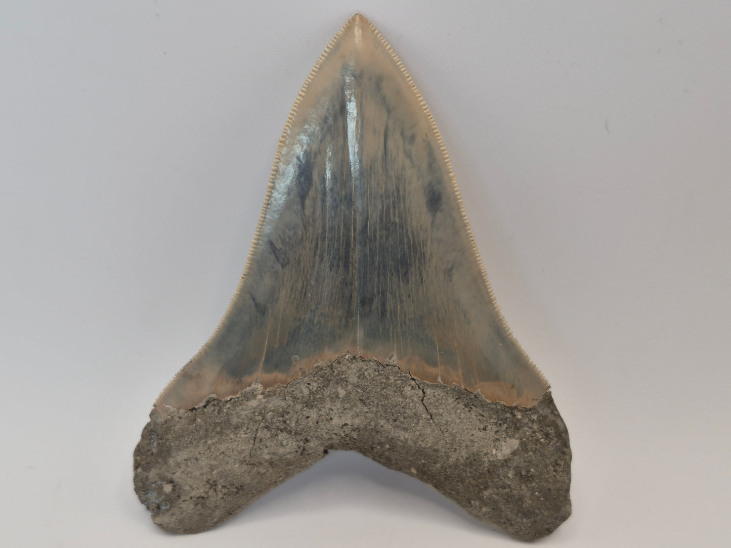 4.55" Megalodon Tooth(Indonesia)