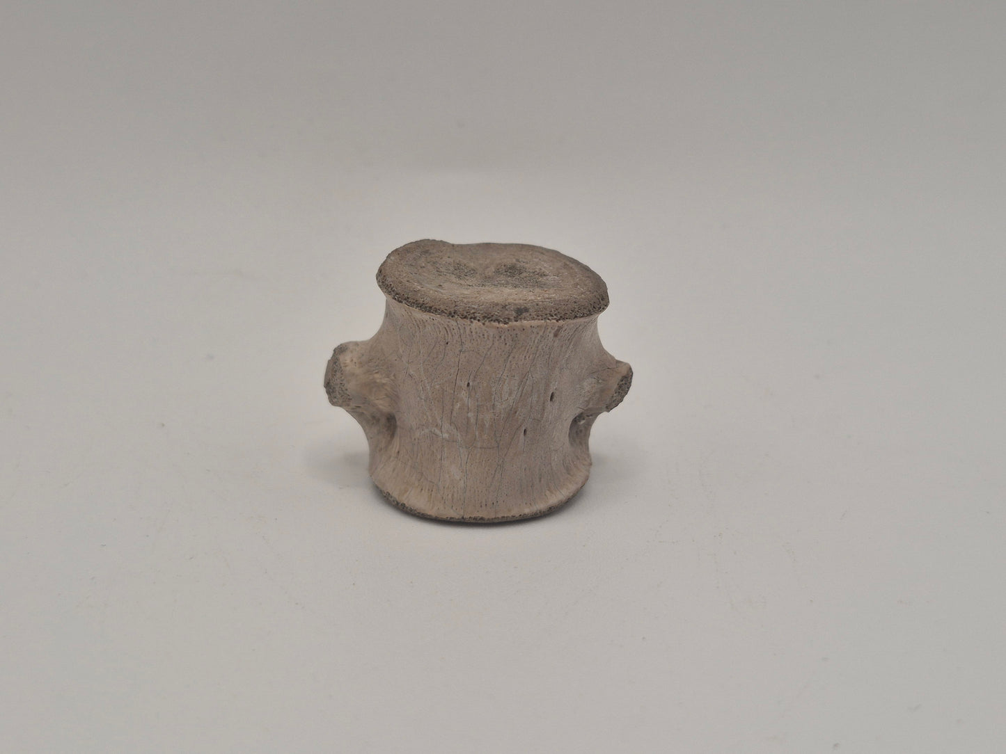 0.96" Ceratopsian indet. Anterior Caudal Vertebra (Judith River)