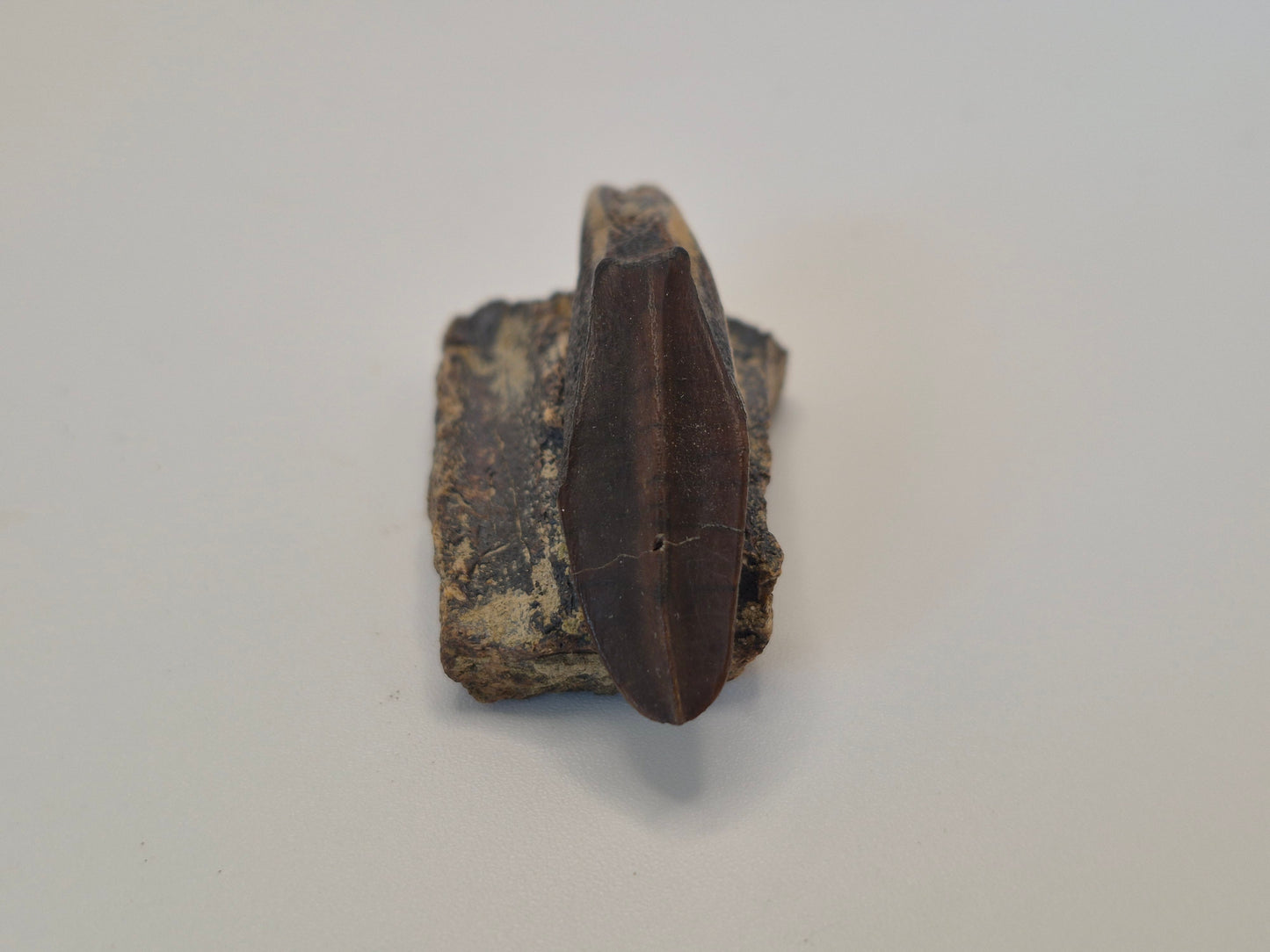 2" Hadrosaur Tooth W/ Jaw(Judith River)